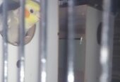 Cocktail breeder pairs. Top quality for sale in kasur
