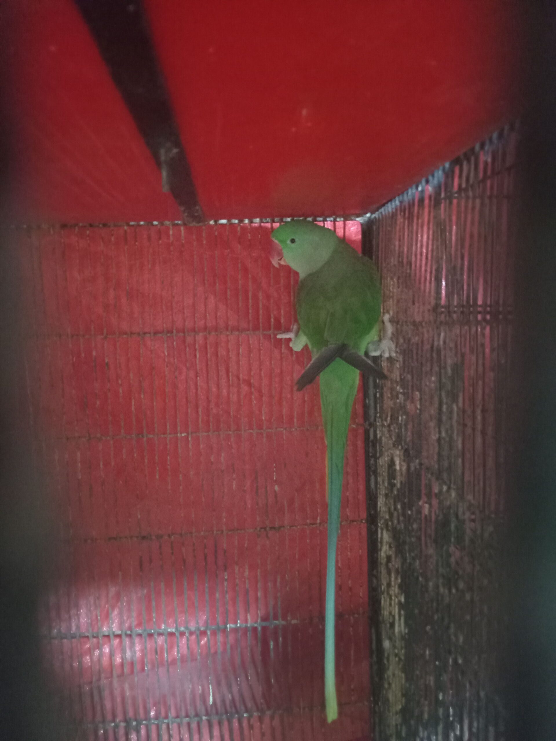 Alexander Parrots for sale in karachi