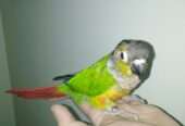 Full hand tame and breeder green cheek conure male for sale in lahore