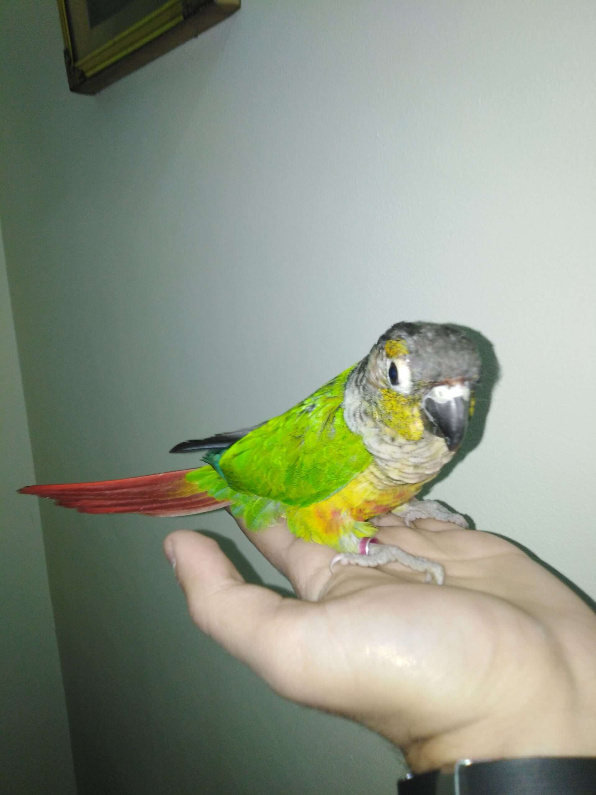 Full hand tame and breeder green cheek conure male for sale in lahore