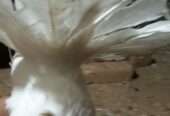 Ready to first breed Young American female for sale location burewala