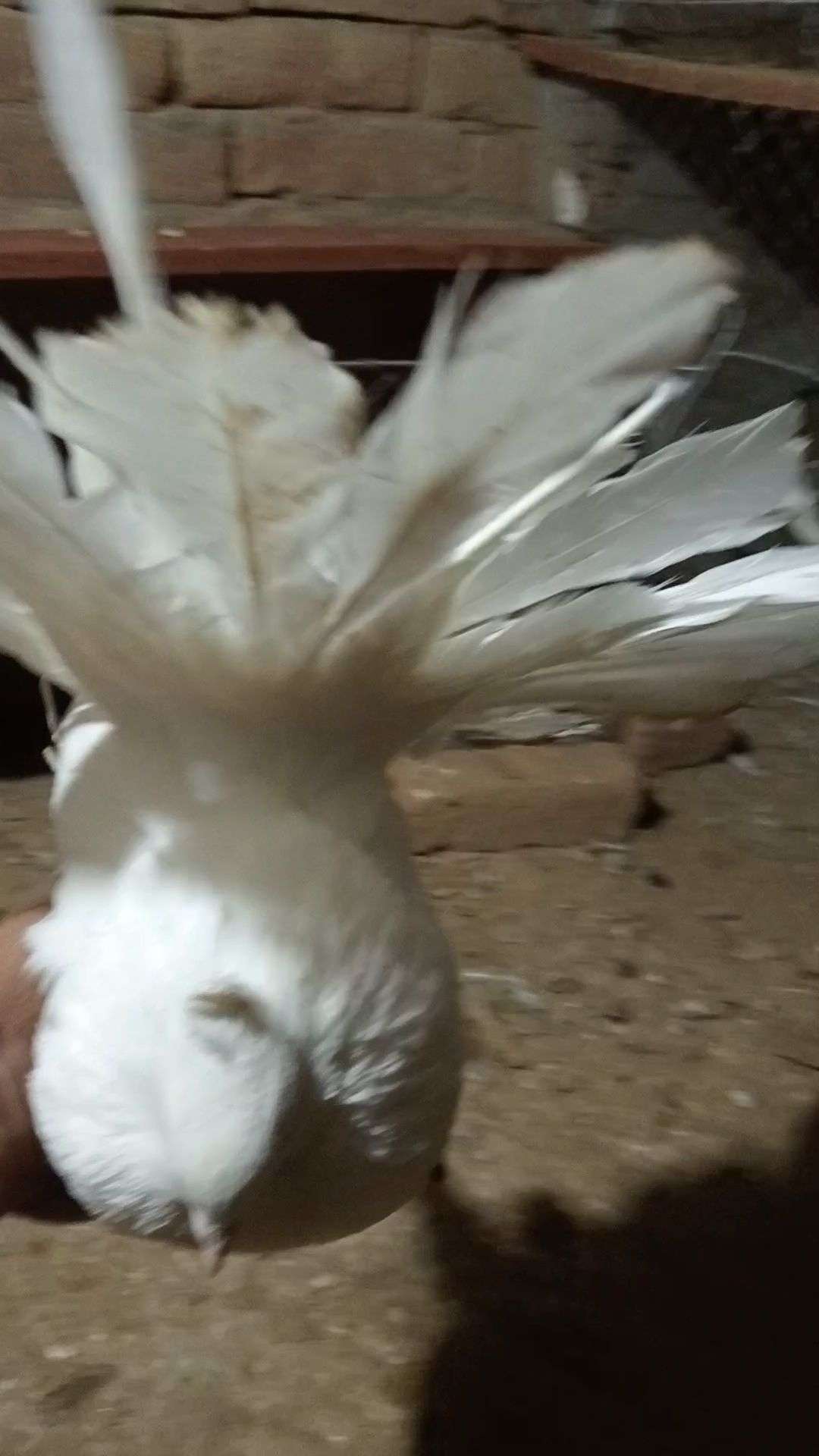 Ready to first breed Young American female for sale location burewala