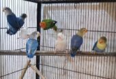 Lovebirds Pathay