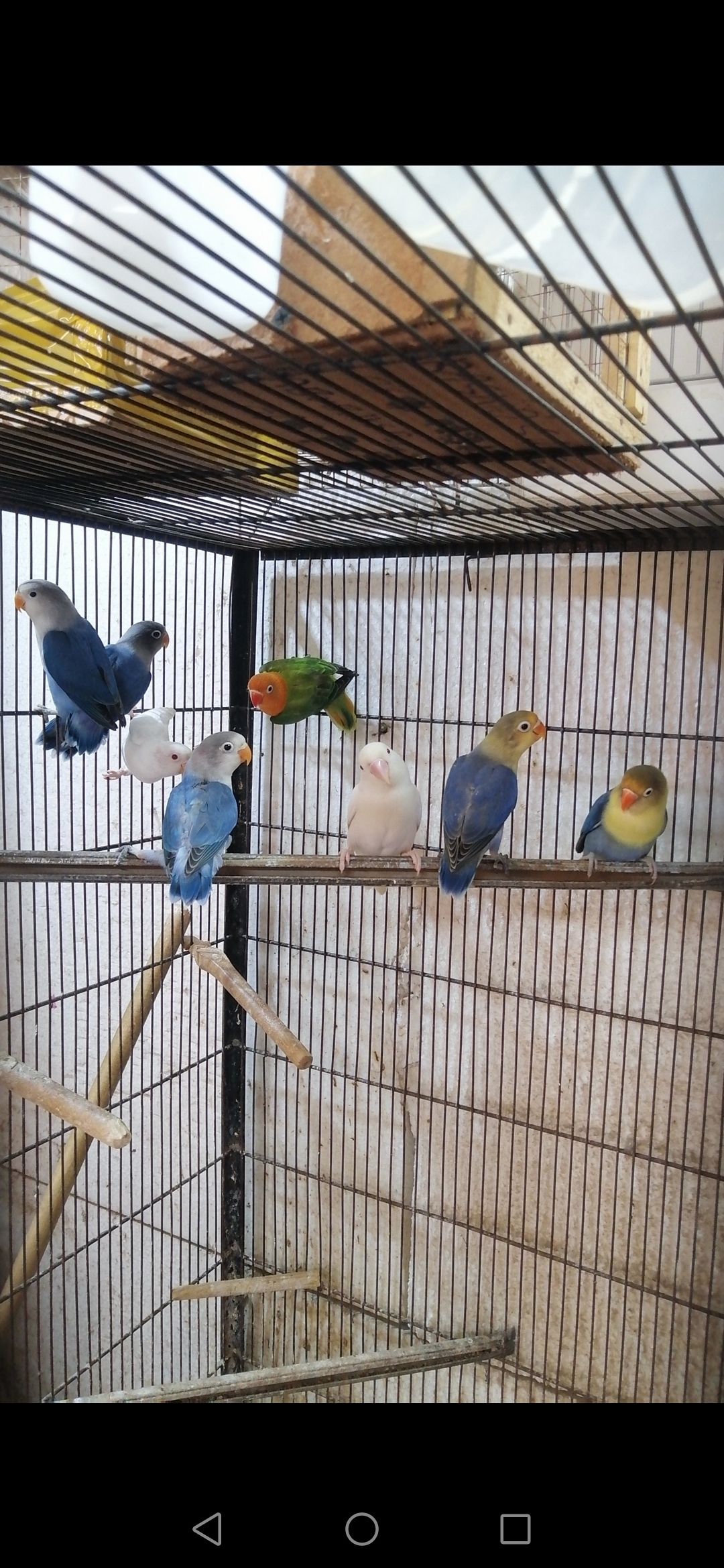 Lovebirds Pathay
