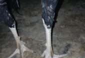 Patha burmi cross male