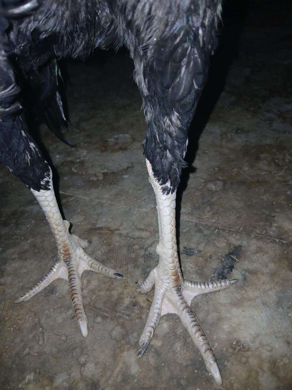 Patha burmi cross male