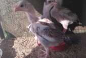 Aseel chiks for sale
