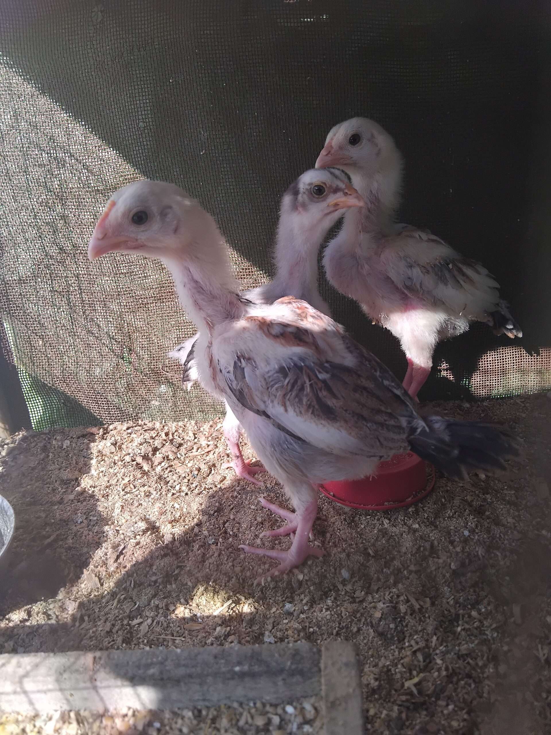 Aseel chiks for sale