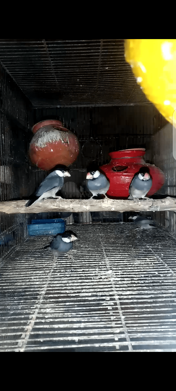 Java Sparrows