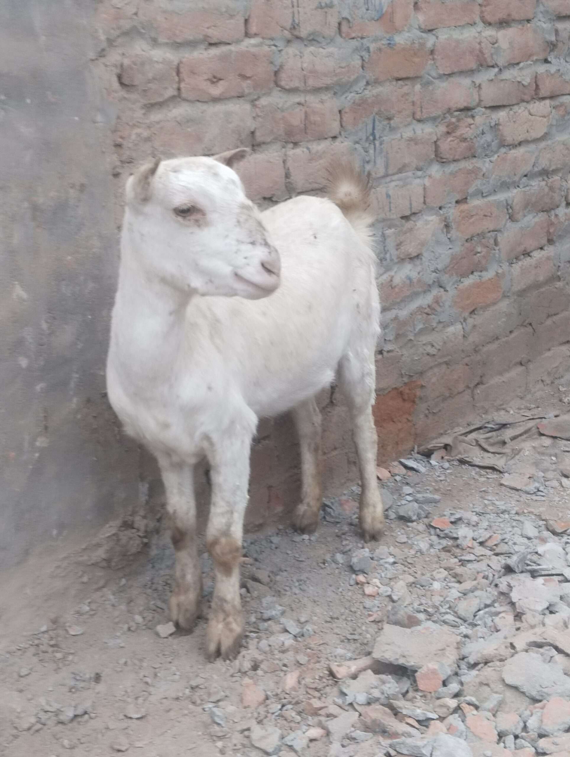 Tedda female