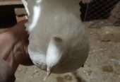 Ready to first breed Young American female for sale location burewala
