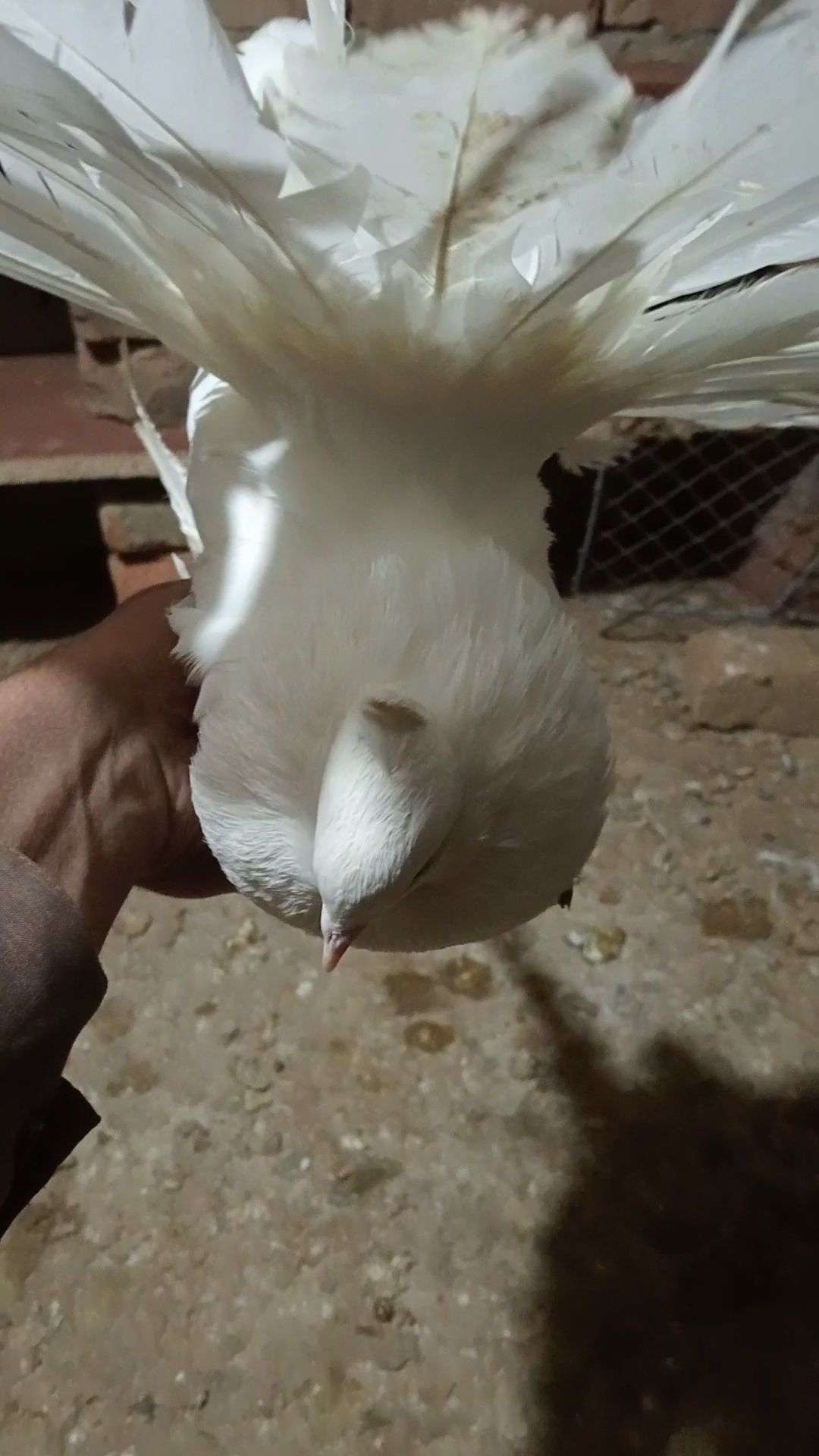 Ready to first breed Young American female for sale location burewala