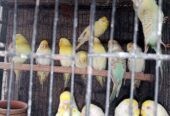 Golden face fellow birds