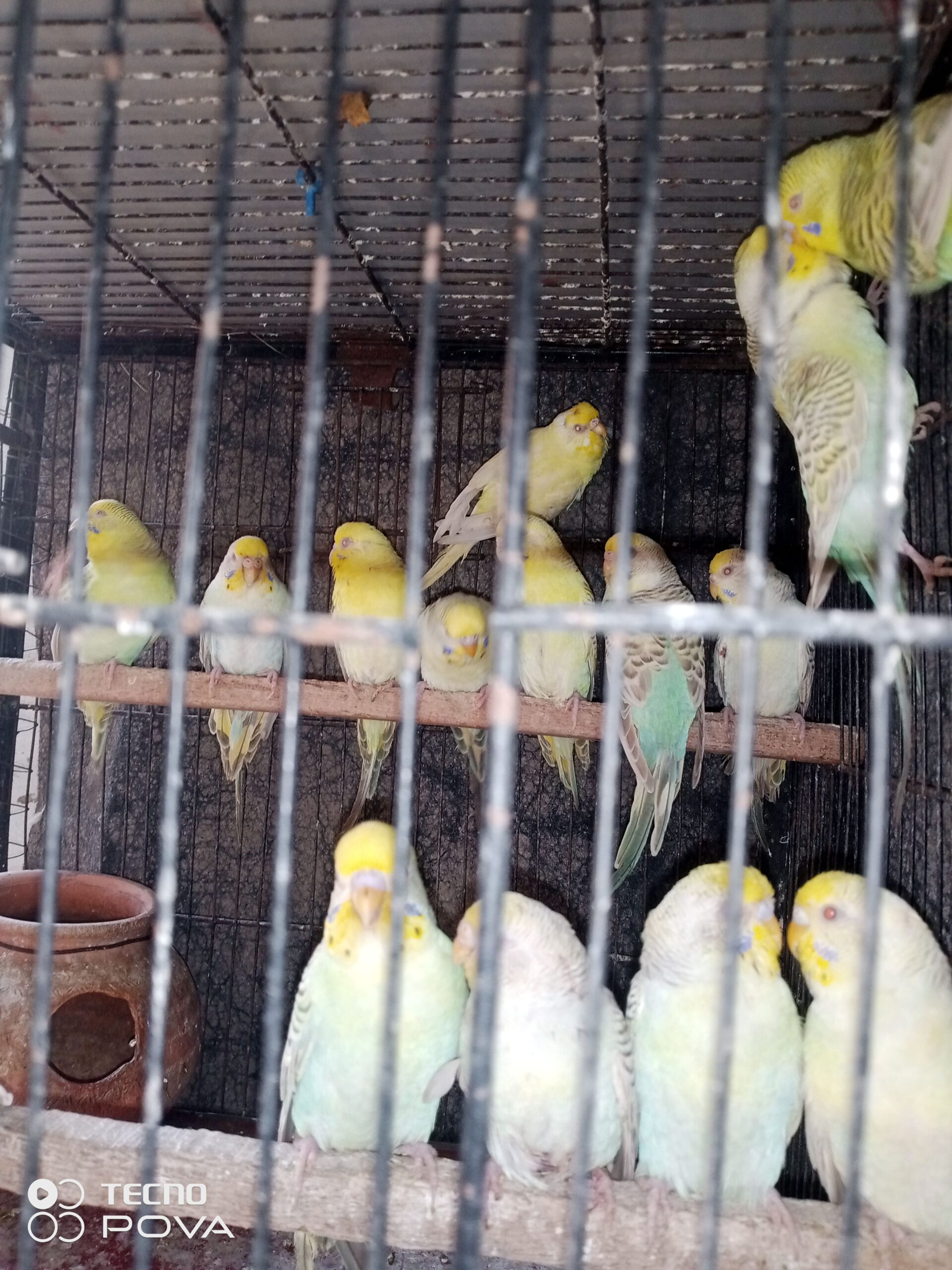 Golden face fellow birds