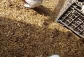 3 Females and 1 Male Rabbit For SALE in Sargodha