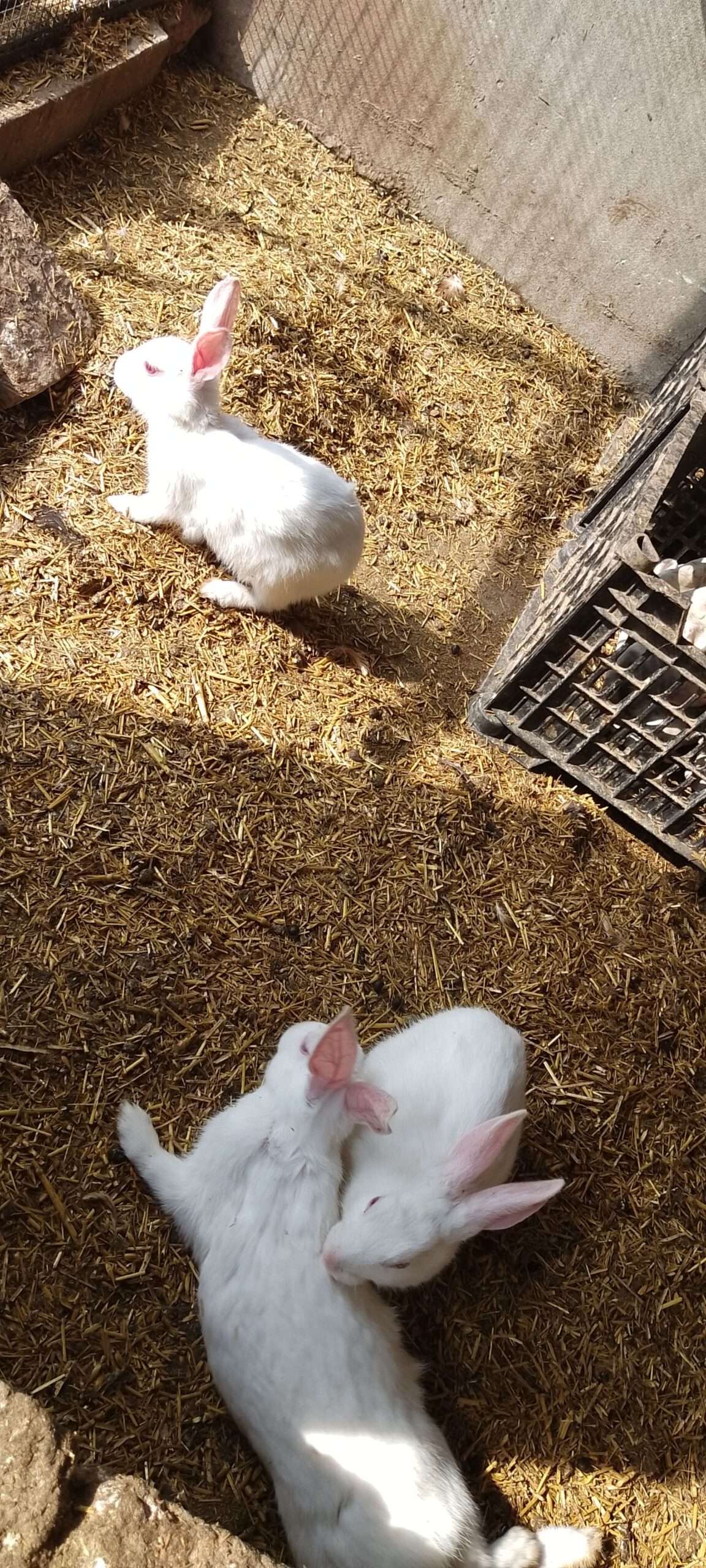 3 Females and 1 Male Rabbit For SALE in Sargodha