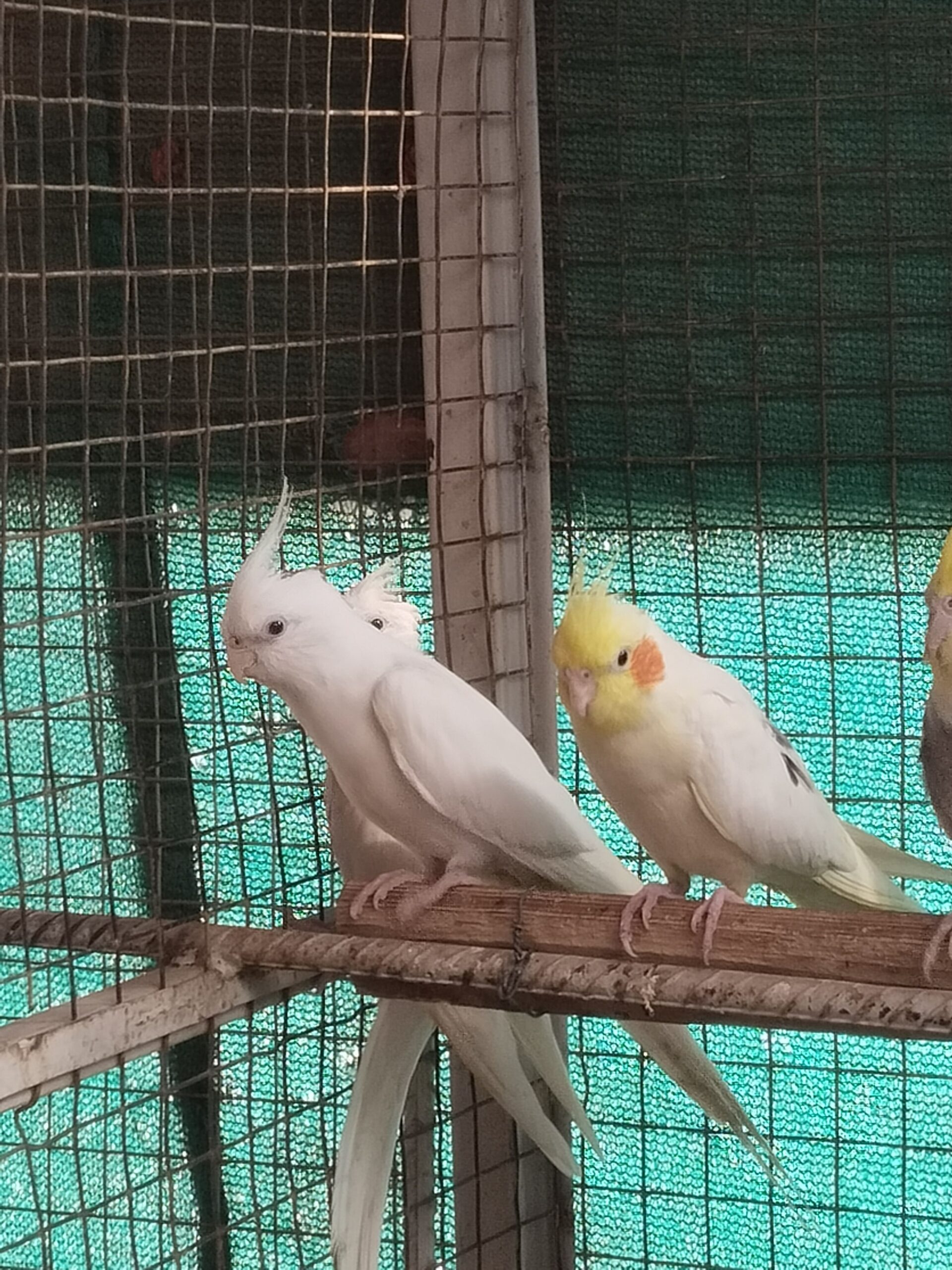 Breeders