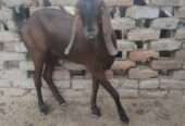 Nagra female