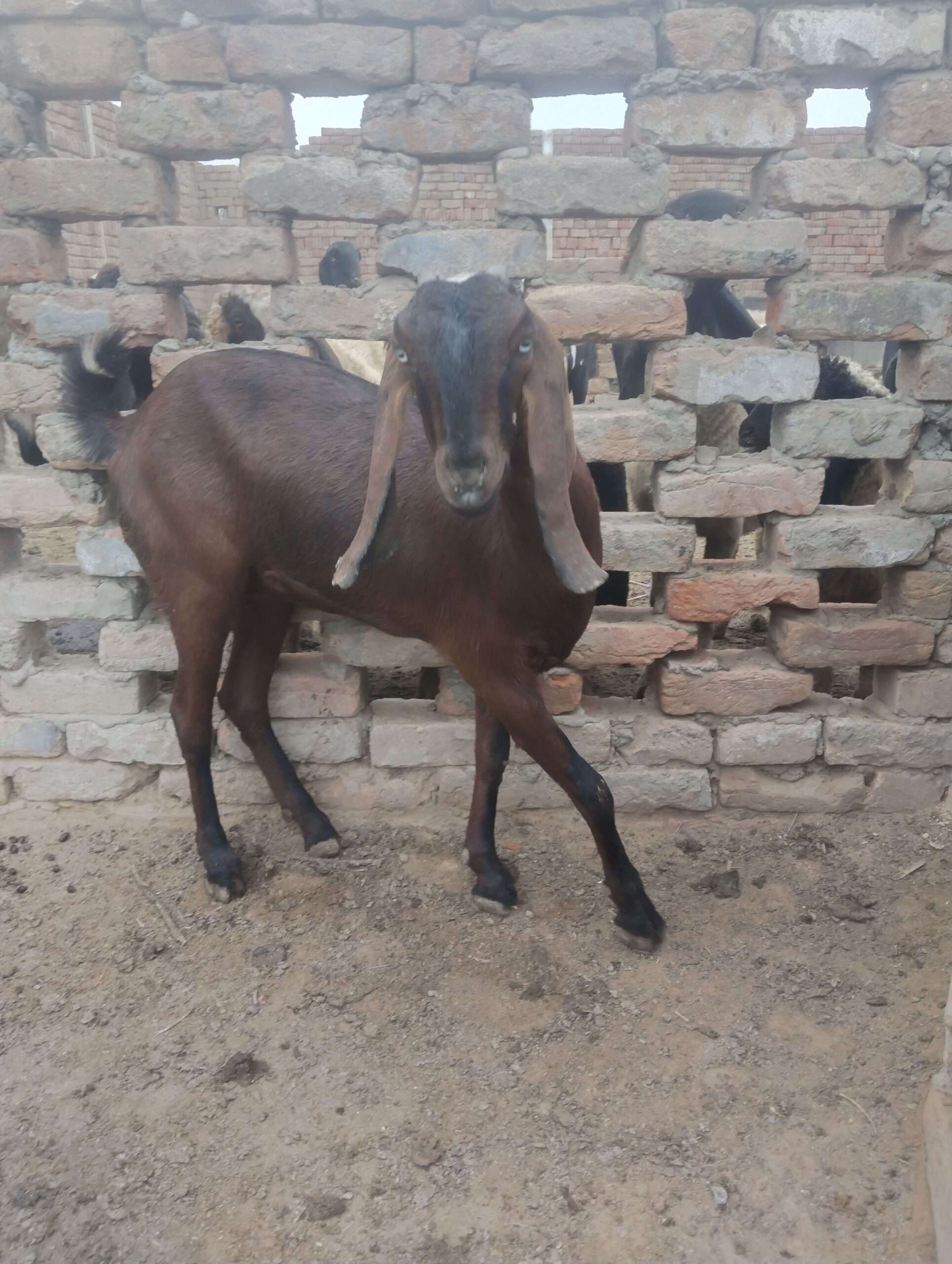 Nagra female