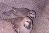 Chakor breeder pair available for sale in karachi