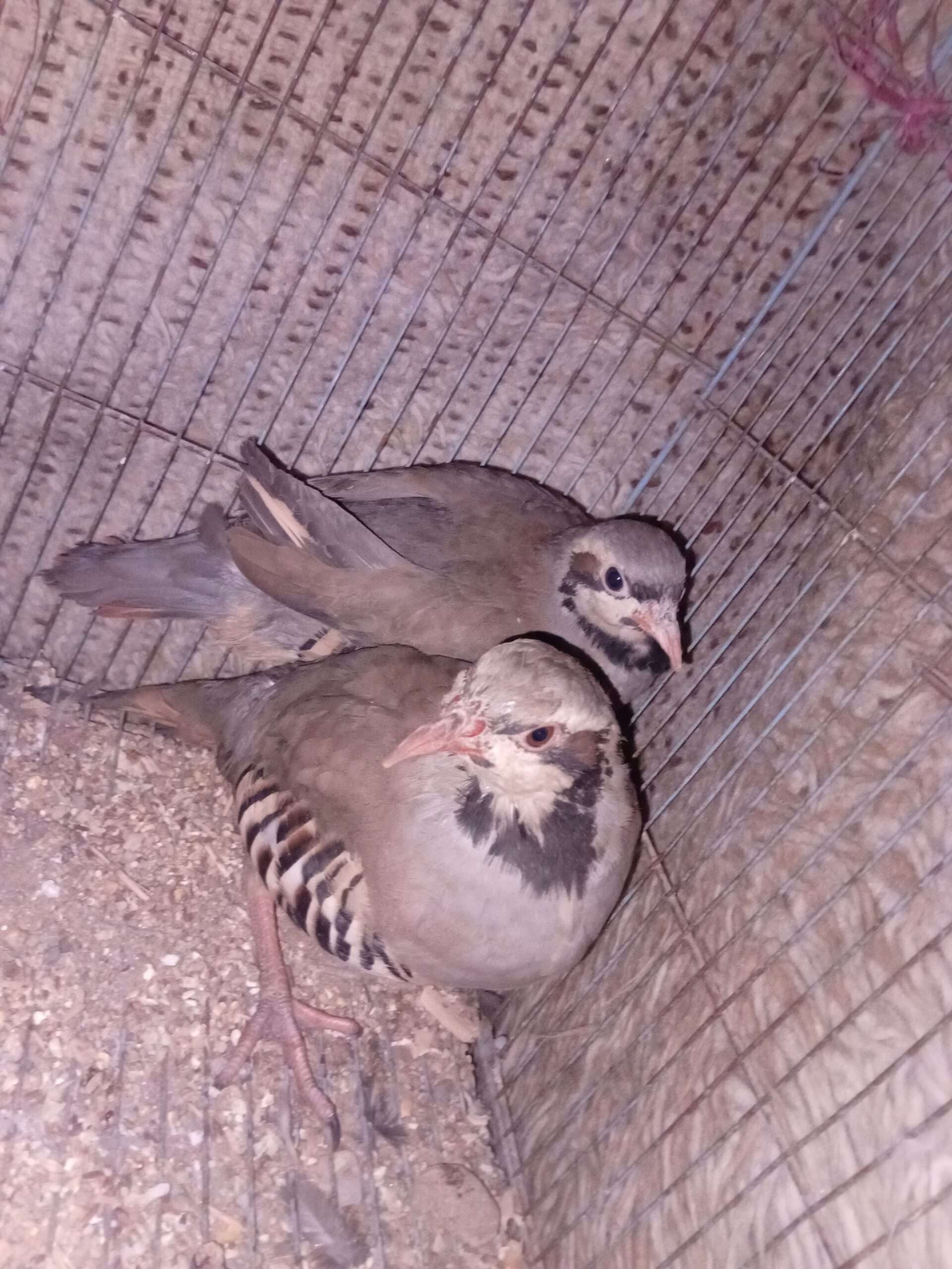 Chakor breeder pair available for sale