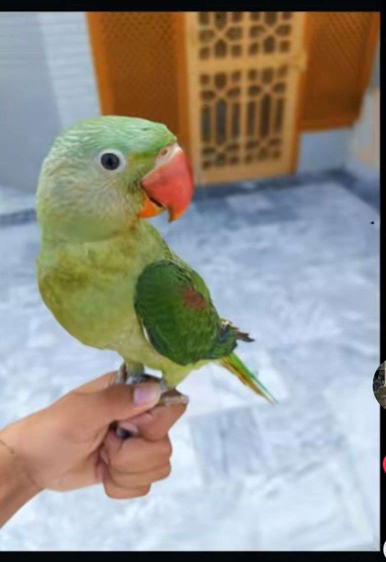 Raw parrot male piece