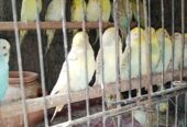 Golden face fellow birds