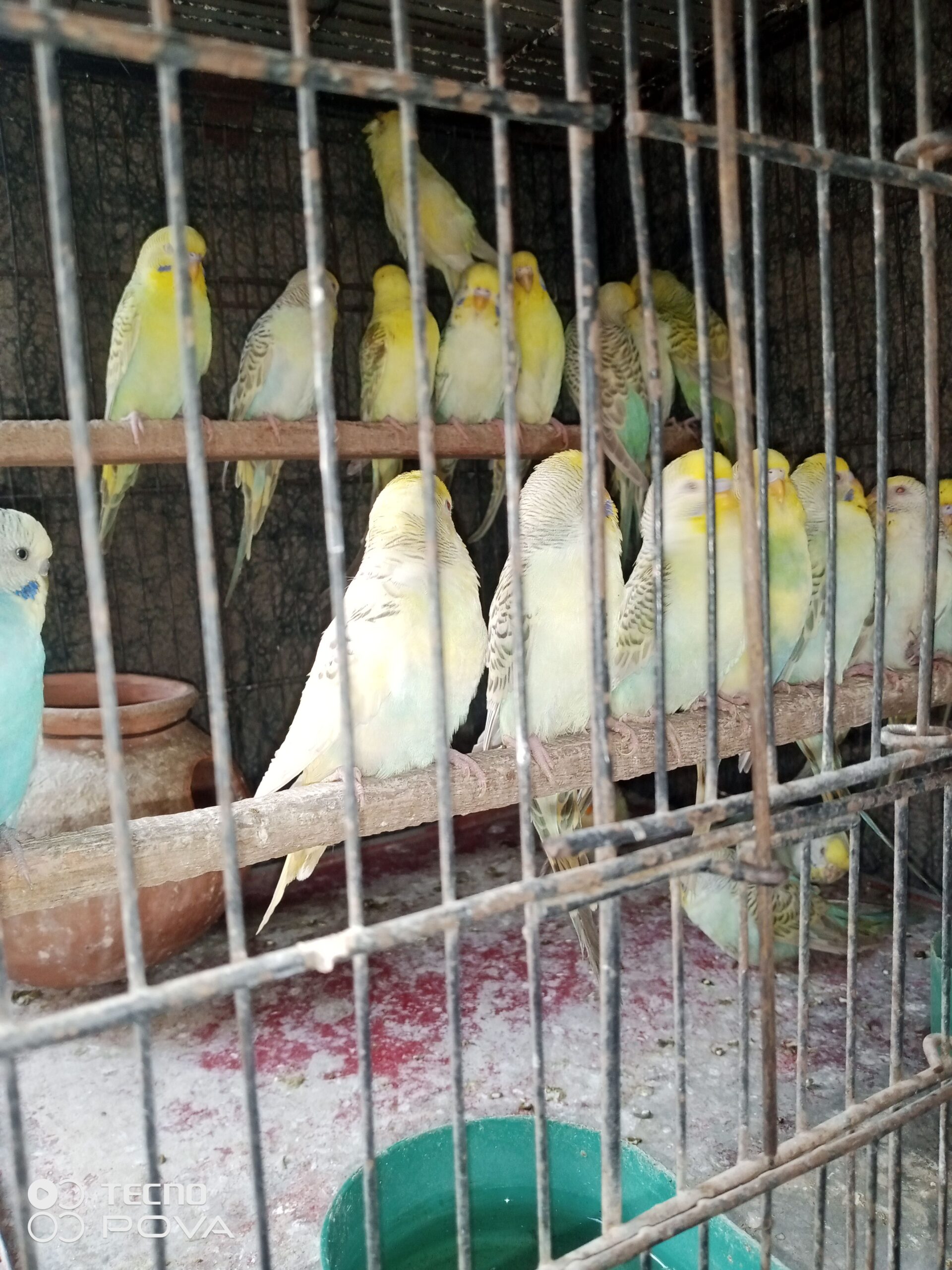 Golden face fellow birds