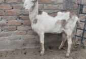 Ajrek Tedda female
