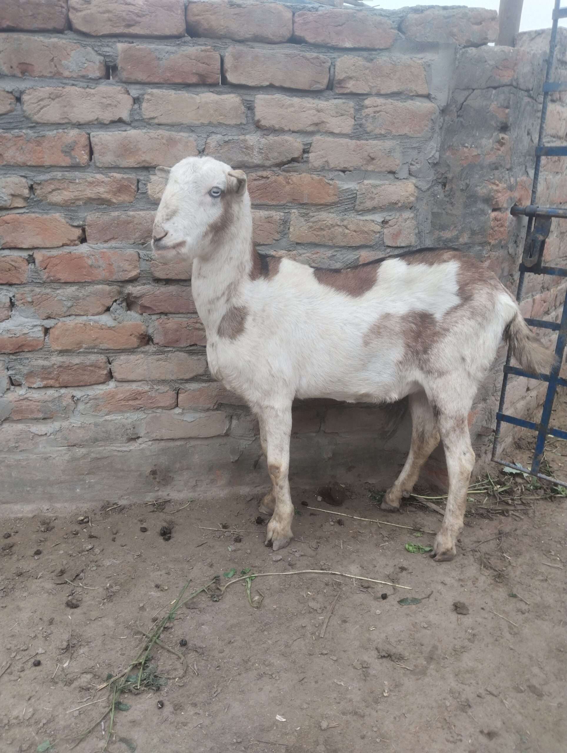 Ajrek Tedda female