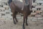 Nagra female