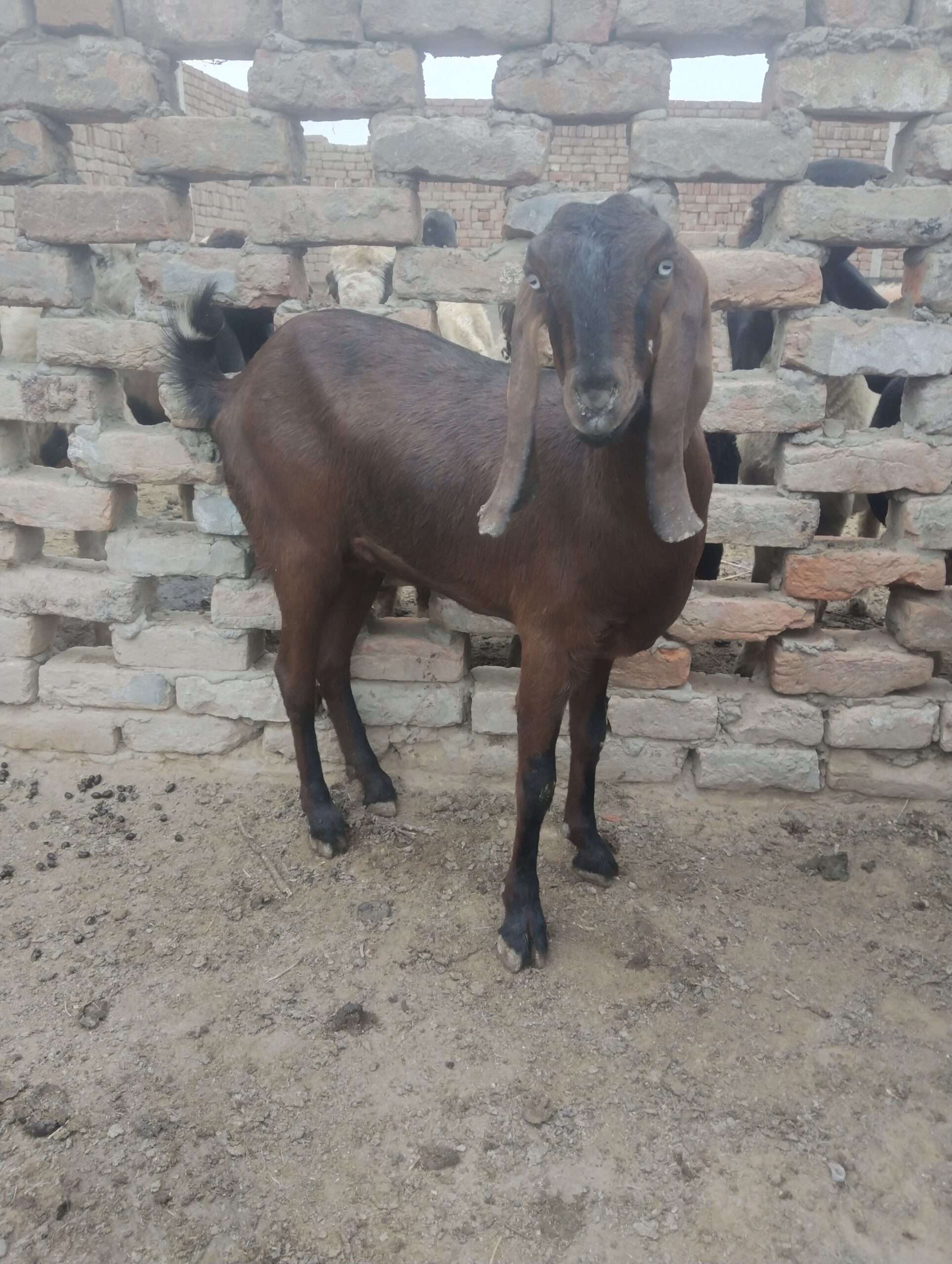 Nagra female