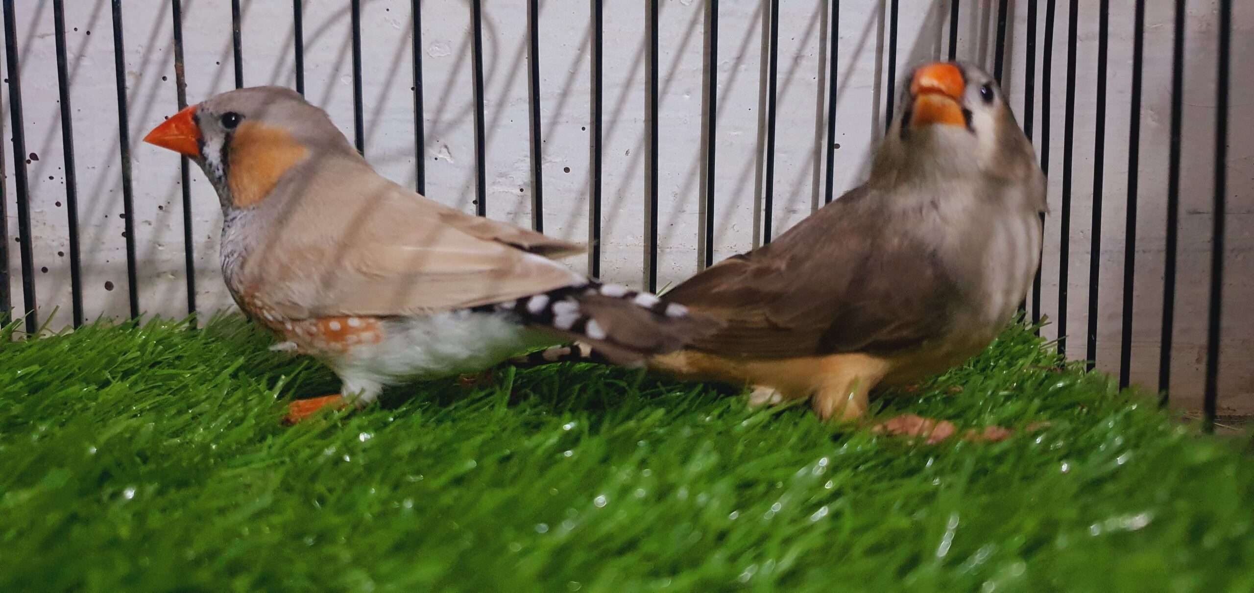 Zebra finch (under size) for sale in Nagan chowrangi