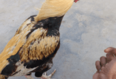 Java Aseel murgha for sale in khaniwal