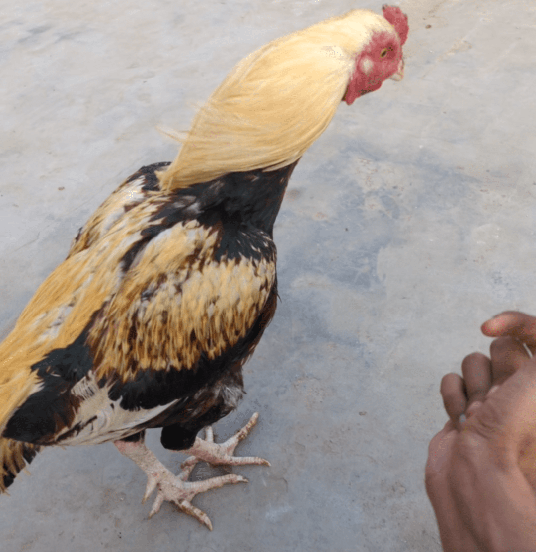 Java Aseel murgha for sale in khaniwal