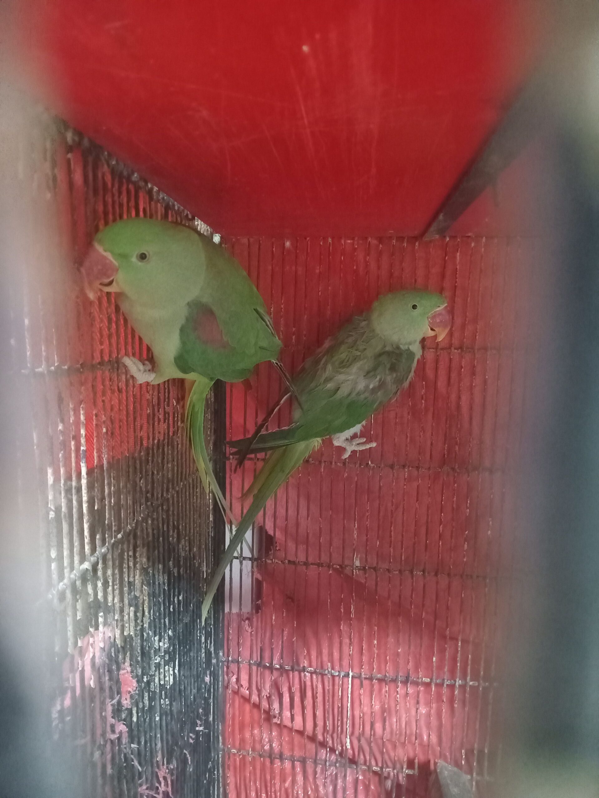 Alexander Parrots for sale in karachi