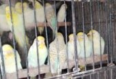 Golden face fellow birds
