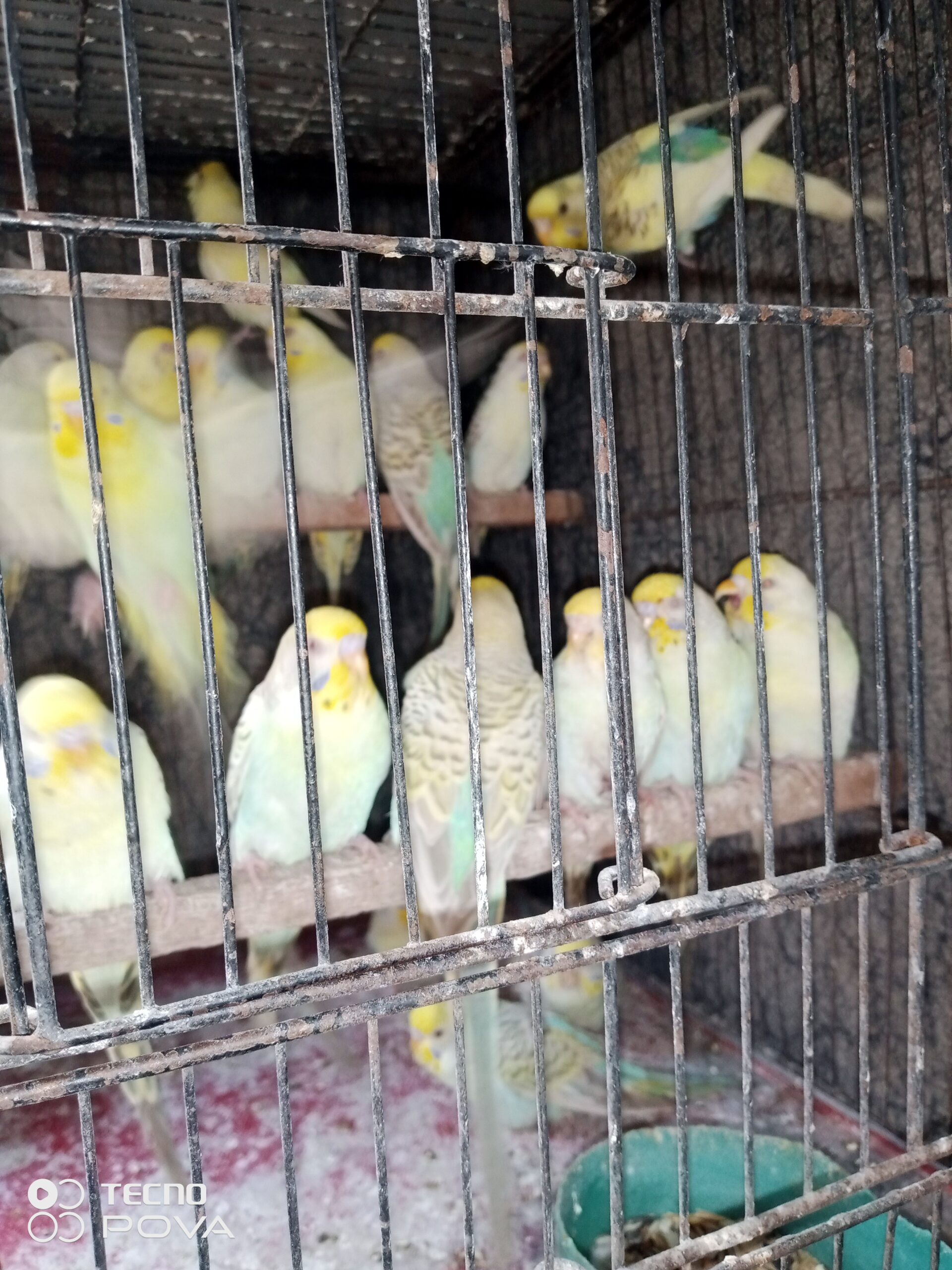 Golden face fellow birds