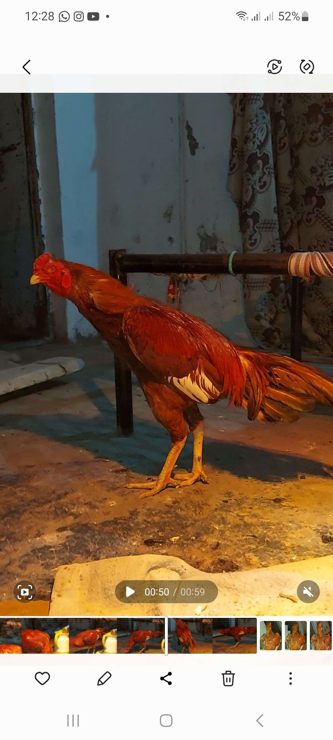 میانوالی مرغ، 2800 گرام ، 1.5 سال