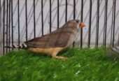 Zebra finch (under size) for sale in Nagan chowrangi
