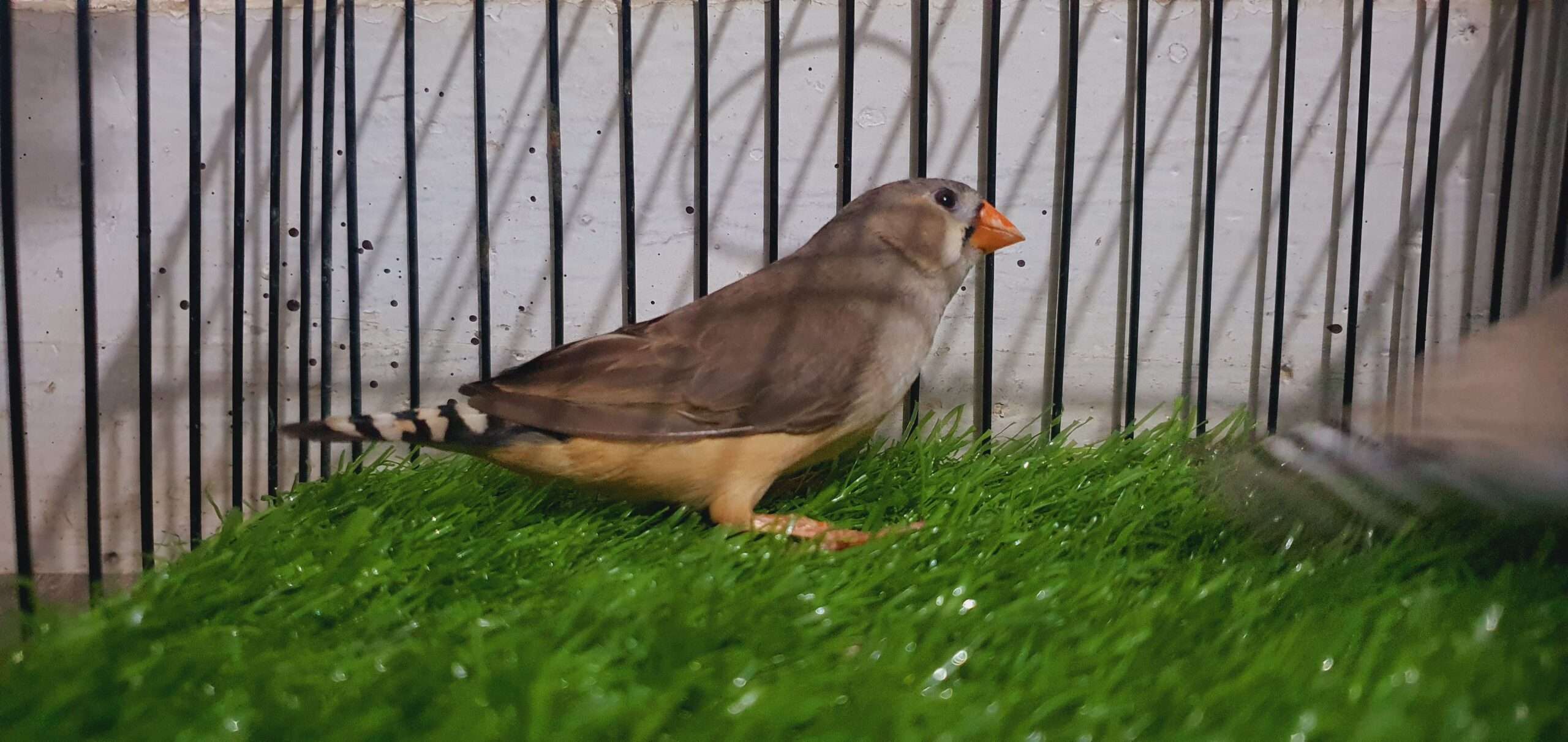 Zebra finch (under size) for sale in Nagan chowrangi