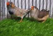 Zebra finch (under size) for sale in Nagan chowrangi