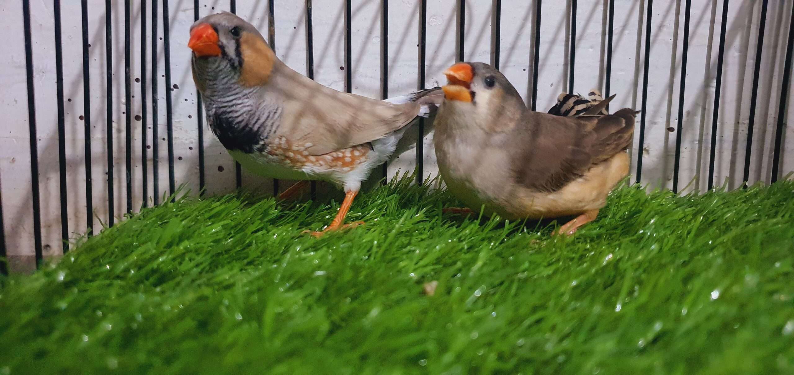 Zebra finch (under size) for sale in Nagan chowrangi