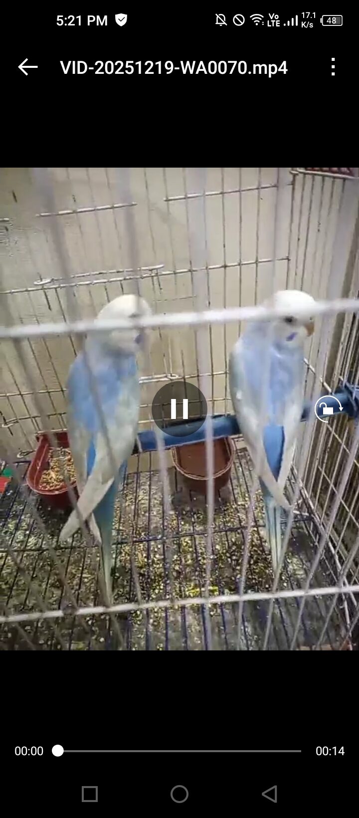 Clear wing bajari