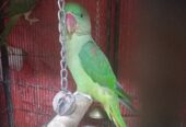 Alexander Parrots for sale in karachi