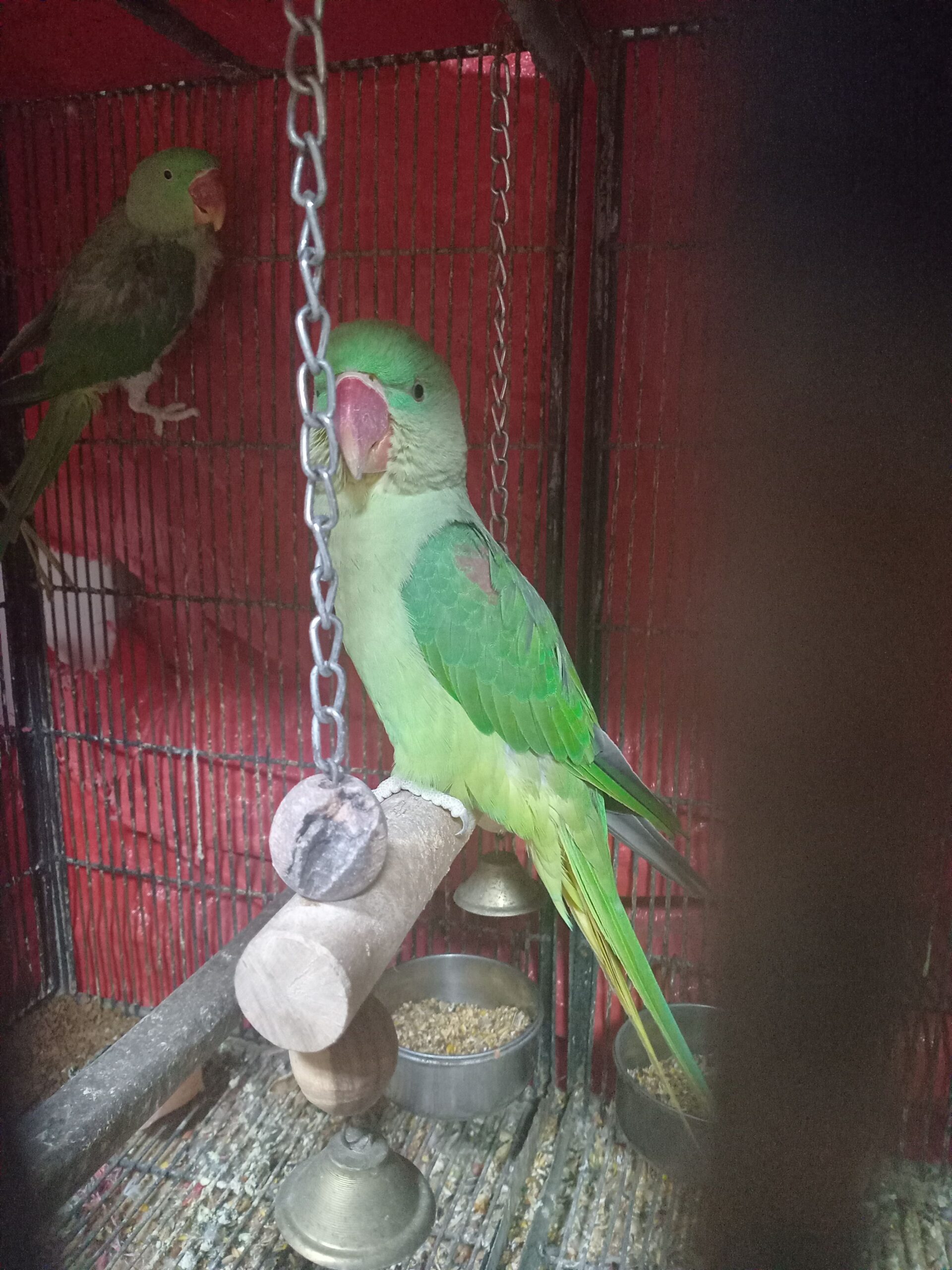 Alexander Parrots for sale in karachi