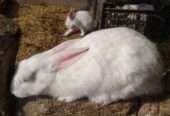 3 Females and 1 Male Rabbit For SALE in Sargodha