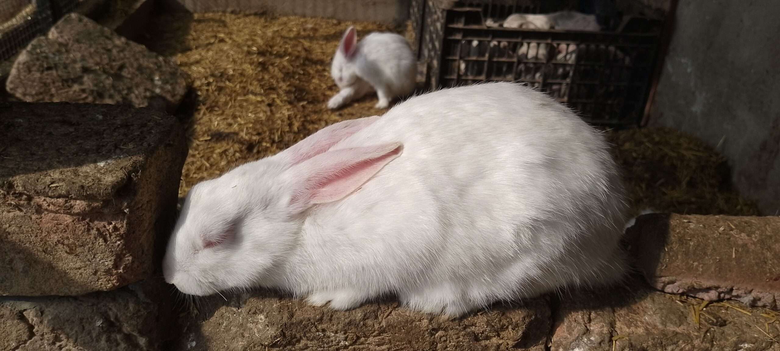 3 Females and 1 Male Rabbit For SALE in Sargodha