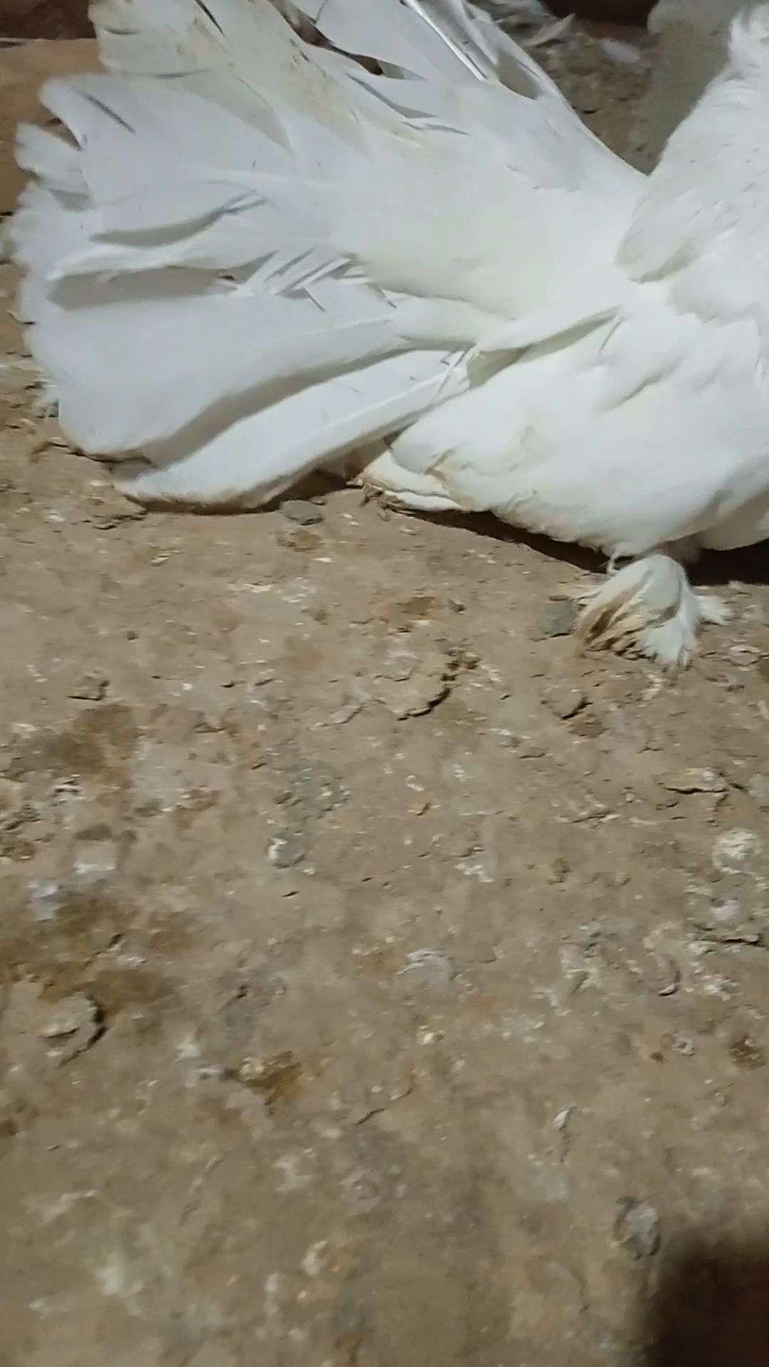 Ready to first breed Young American female for sale location burewala