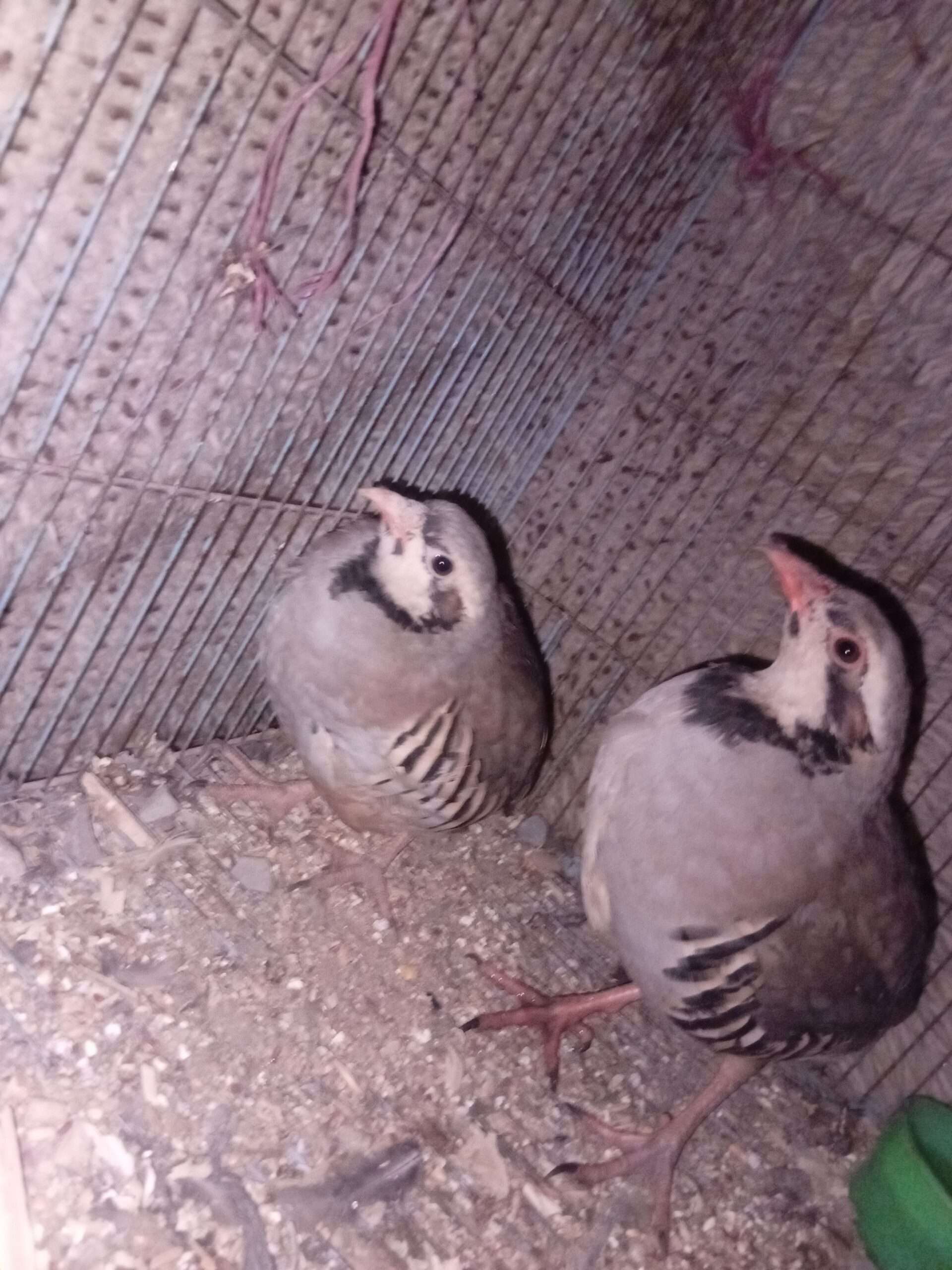 Chakor breeder pair available for sale